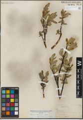 Foto von Salix lemmonii Bebb
